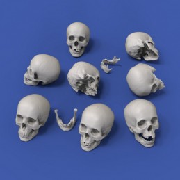 Royal Model 1/35 Skulls (8...